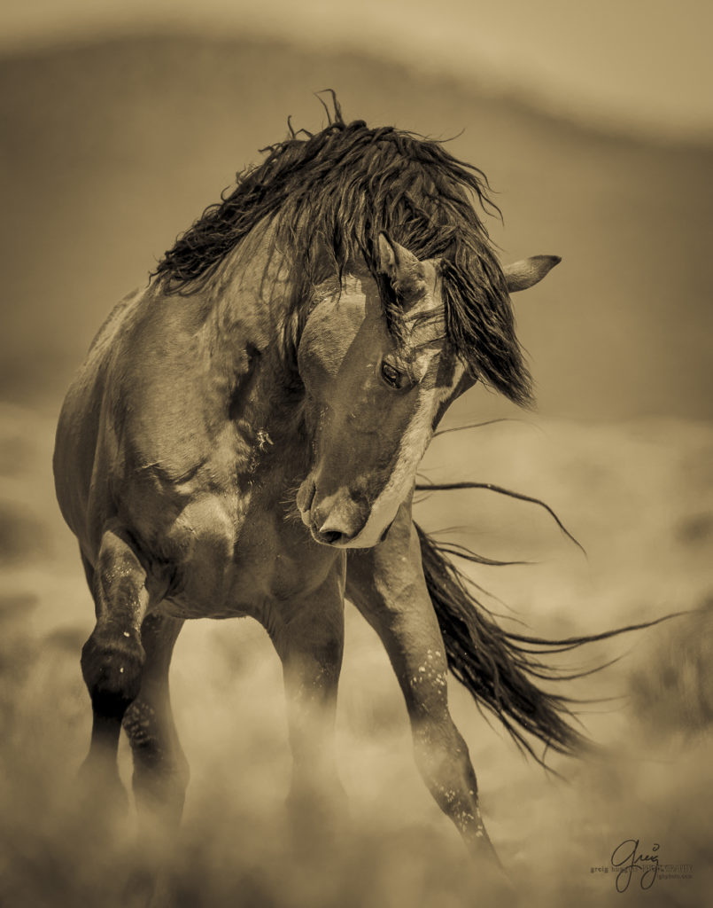 Stallion, Wild horses