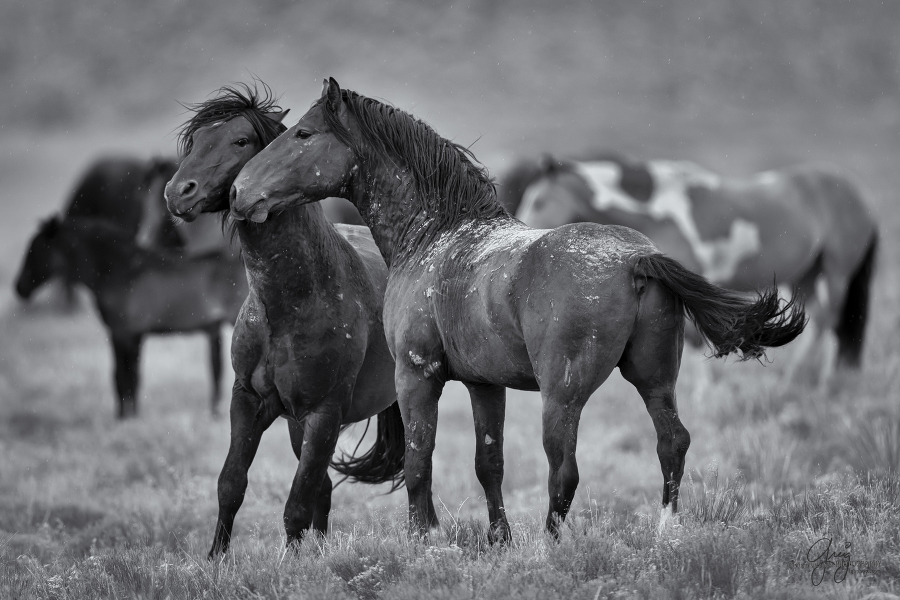 Utah Wild Horses – Onaqui Herd – Toned » Beautiful Photography of Wild ...