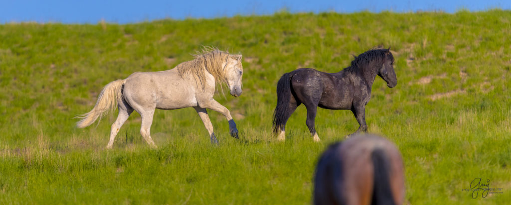 colt, dugway horses, foal, horse, horses, mare, mustangs, nature, Onaqui, Onaqui herd, onaqui horses, onaqui wild horses, pony express, pony express horses, stallion, utah, utah desert, west desert, wild horses, wild mustang, wild stallions, wildlife, wild horse photography, wild horse photographs, wildlife photography, nature photography, wild horse, Utah wild horses, wild horses Utah, wild horses in Utah, BLM controversy, BLM wild horses,