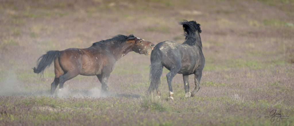 colt, dugway horses, foal, horse, horses, mare, mustangs, nature, Onaqui, Onaqui herd, onaqui horses, onaqui wild horses, pony express, pony express horses, stallion, utah, utah desert, west desert, wild horses, wild mustang, wild stallions, wildlife, wild horse photography, wild horse photographs, wildlife photography, nature photography, wild horse, Utah wild horses, wild horses Utah, wild horses in Utah, BLM controversy, BLM wild horses,