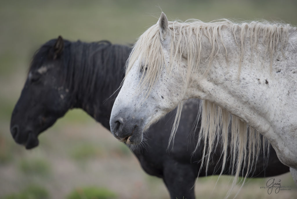 colt, dugway horses, foal, horse, horses, mare, mustangs, nature, Onaqui, Onaqui herd, onaqui horses, onaqui wild horses, pony express, pony express horses, stallion, utah, utah desert, west desert, wild horses, wild mustang, wild stallions, wildlife, wild horse photography, wild horse photographs, wildlife photography, nature photography, wild horse, Utah wild horses, wild horses Utah, wild horses in Utah, BLM controversy, BLM wild horses,