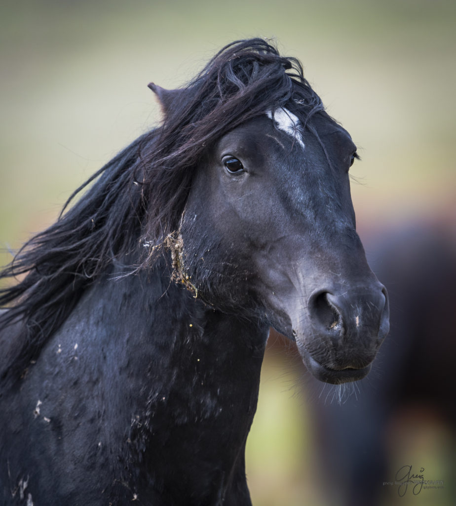 colt, dugway horses, foal, horse, horses, mare, mustangs, nature, Onaqui, Onaqui herd, onaqui horses, onaqui wild horses, pony express, pony express horses, stallion, utah, utah desert, west desert, wild horses, wild mustang, wild stallions, wildlife, wild horse photography, wild horse photographs, wildlife photography, nature photography, wild horse, Utah wild horses, wild horses Utah, wild horses in Utah, BLM controversy, BLM wild horses,