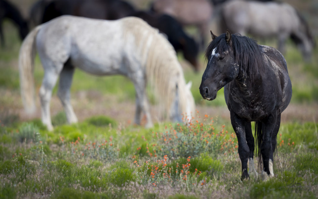 colt, dugway horses, foal, horse, horses, mare, mustangs, nature, Onaqui, Onaqui herd, onaqui horses, onaqui wild horses, pony express, pony express horses, stallion, utah, utah desert, west desert, wild horses, wild mustang, wild stallions, wildlife, wild horse photography, wild horse photographs, wildlife photography, nature photography, wild horse, Utah wild horses, wild horses Utah, wild horses in Utah, BLM controversy, BLM wild horses,