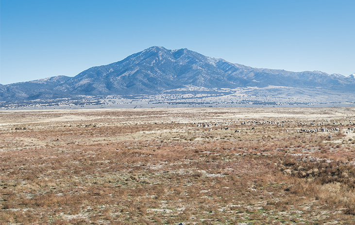 Onaqui, Onaqui herd, WILDLIFE PHOTOGRAPHY, colt, dugway horses, foal, horse, horses, mare, mustangs, nature, onaqui horses, onaqui wild horses, pony express, pony express horses, stallion, utah, utah desert, west desert, wild horses, wild mustang, wild stallions, wildlife