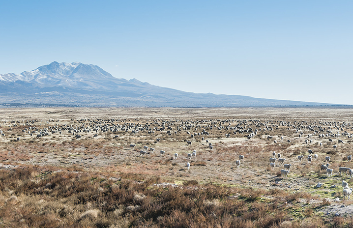 Onaqui, Onaqui herd, WILDLIFE PHOTOGRAPHY, colt, dugway horses, foal, horse, horses, mare, mustangs, nature, onaqui horses, onaqui wild horses, pony express, pony express horses, stallion, utah, utah desert, west desert, wild horses, wild mustang, wild stallions, wildlife