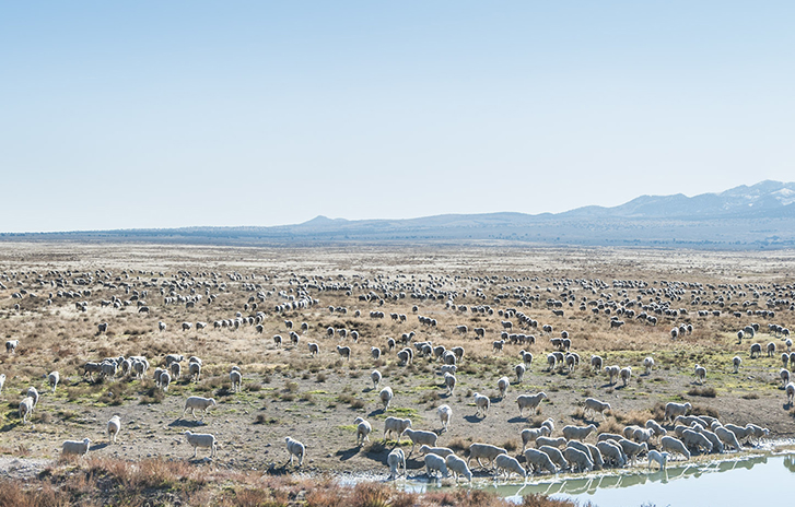 Onaqui, Onaqui herd, WILDLIFE PHOTOGRAPHY, colt, dugway horses, foal, horse, horses, mare, mustangs, nature, onaqui horses, onaqui wild horses, pony express, pony express horses, stallion, utah, utah desert, west desert, wild horses, wild mustang, wild stallions, wildlife