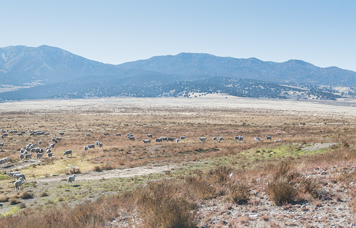 Onaqui, Onaqui herd, WILDLIFE PHOTOGRAPHY, colt, dugway horses, foal, horse, horses, mare, mustangs, nature, onaqui horses, onaqui wild horses, pony express, pony express horses, stallion, utah, utah desert, west desert, wild horses, wild mustang, wild stallions, wildlife