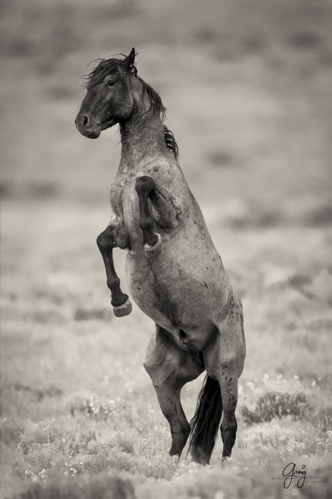 photography of wild horses, wild horse photography, wild horses