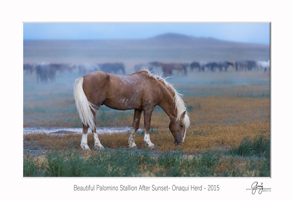 Palimino stallion wild horses