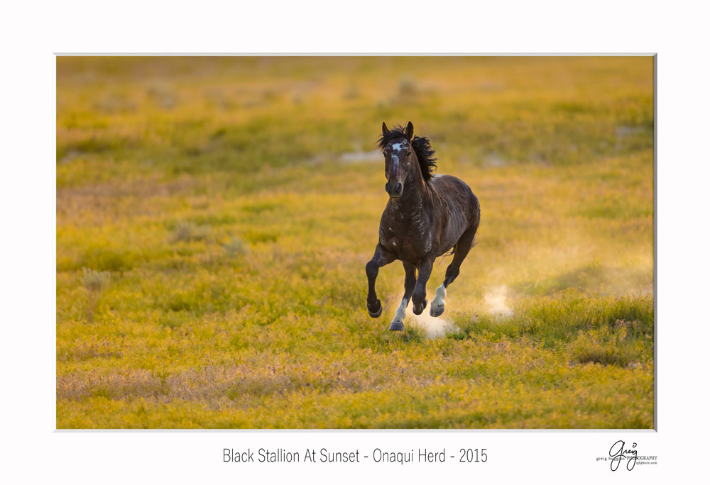 Black Stallion at sunset