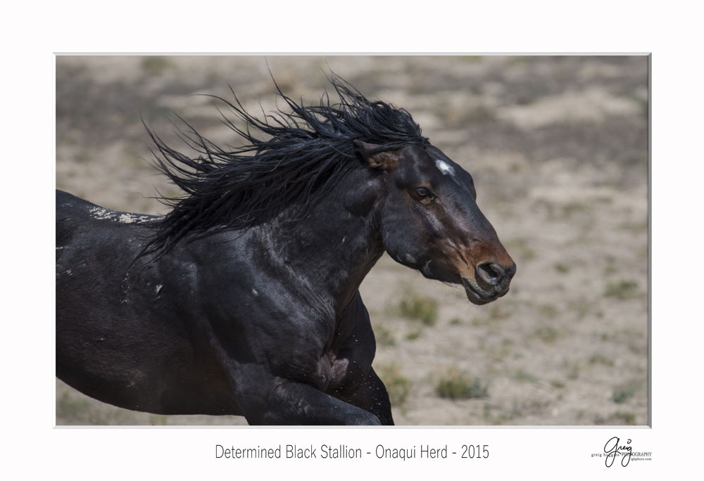 black stallion wild horses