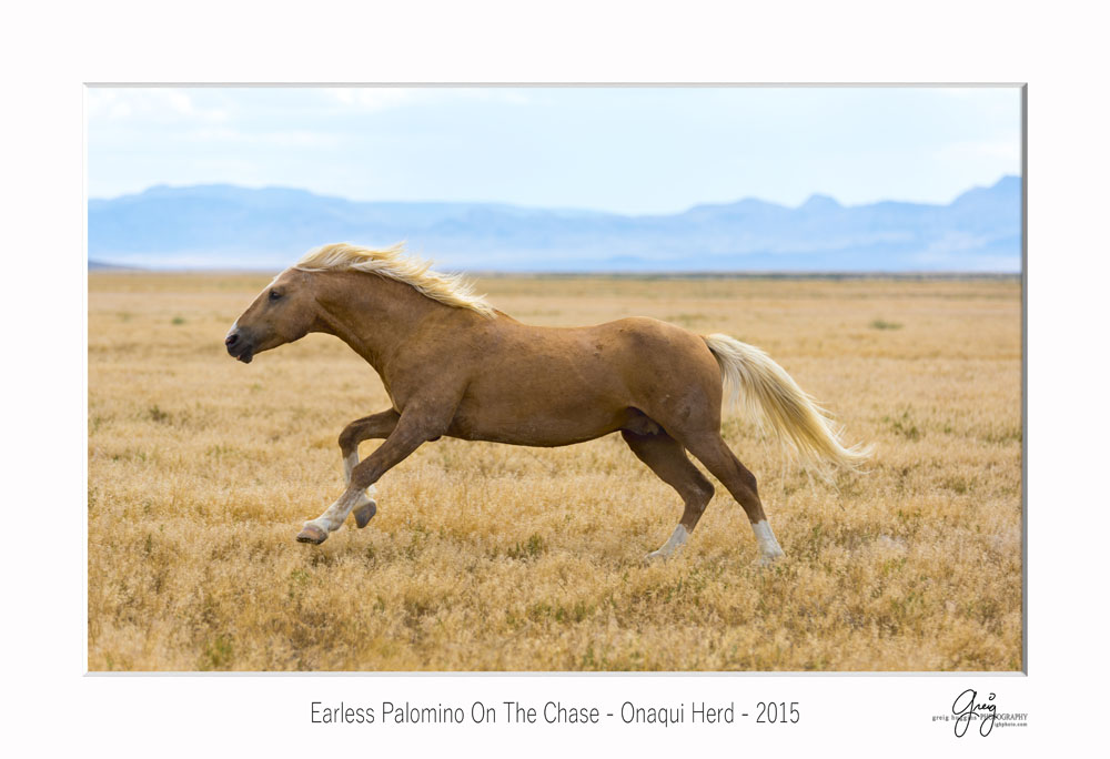 earless palomino wild horse