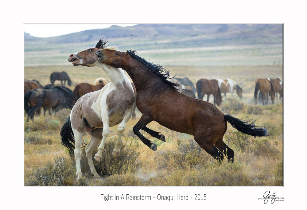 fighting horses west desert utah