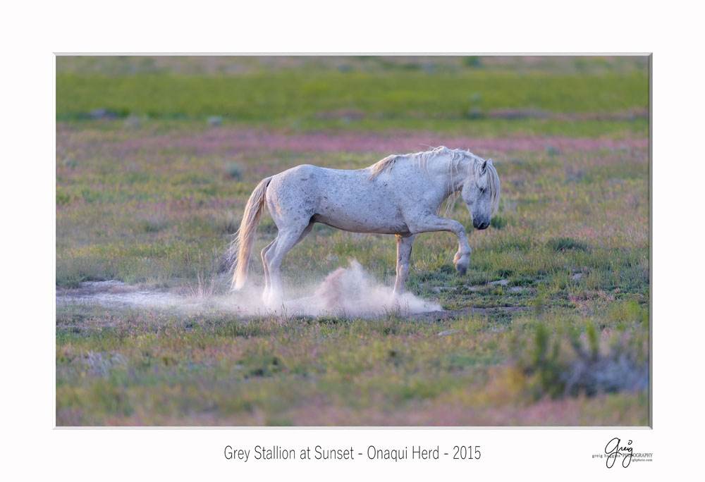 gray stallion sunset west desert utah