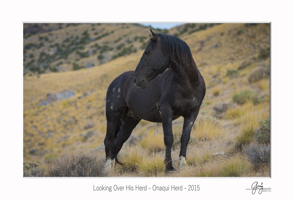 black stallion west desert