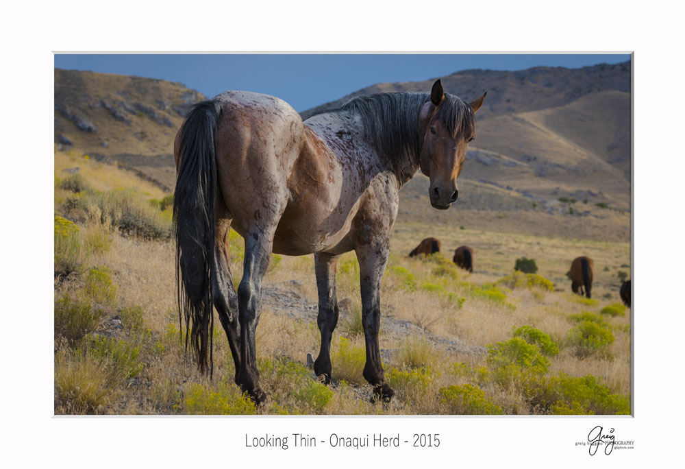 wild Roan stallion west desert