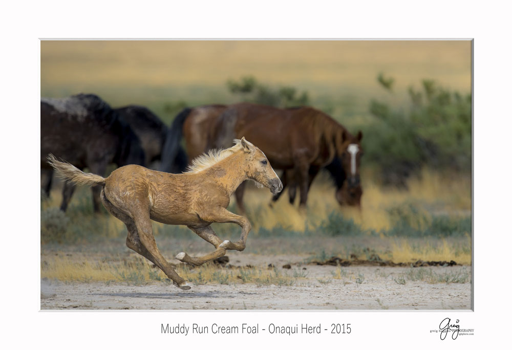 cream foal covered with mud