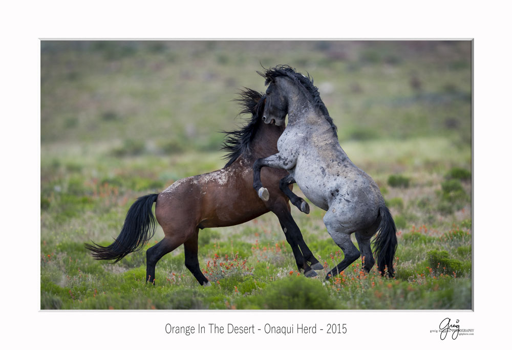 Stallions fighting in orange wildflowers