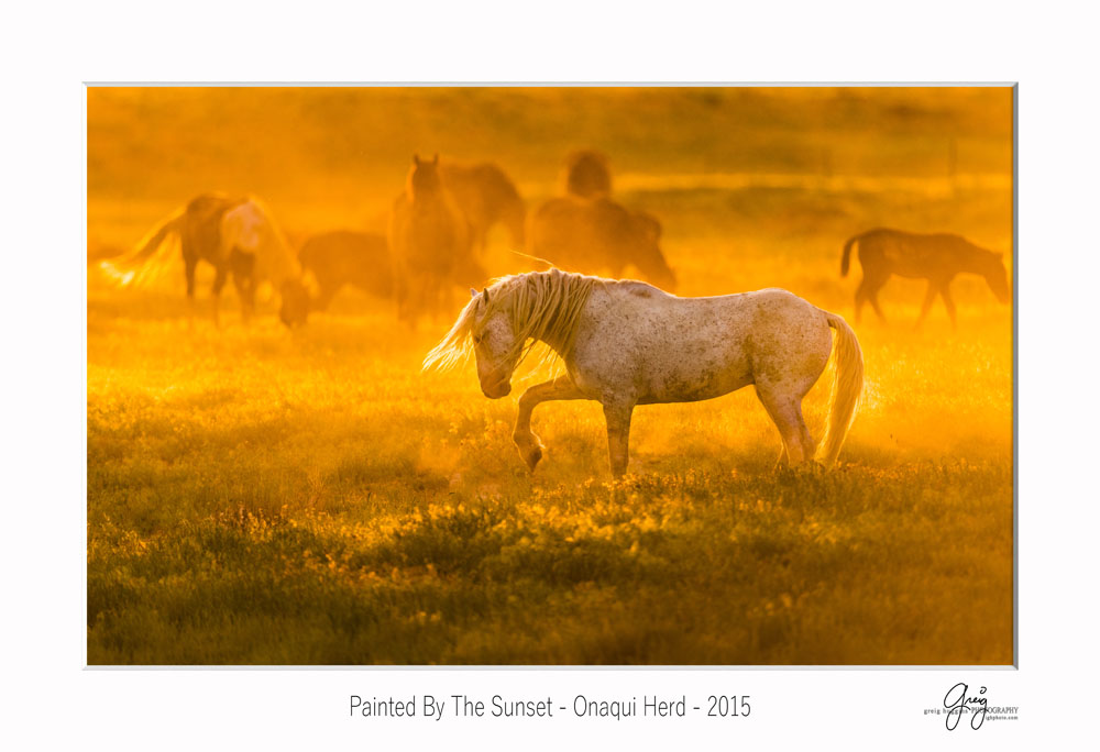 gray stallion at sunset