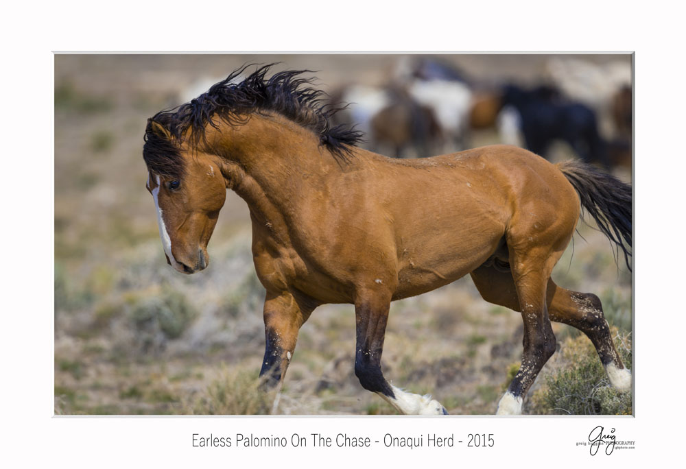 proud tan stallion west desert