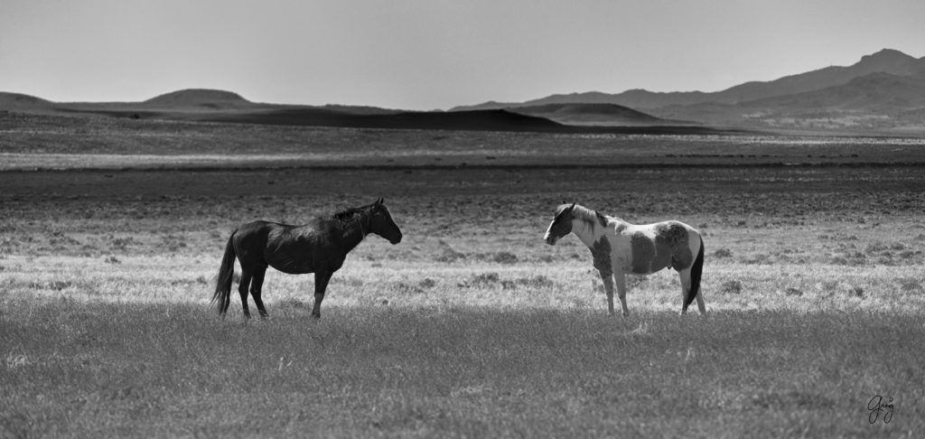 Black & White Photography of Wild Horses