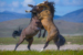 May Visit To Photograph Onaqui Wild Horses | Photography of Wild Horses ...