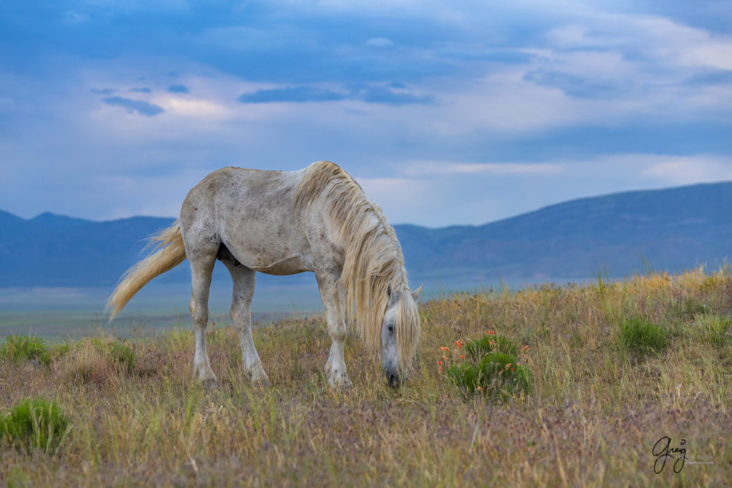 Onaqui Wild Horses Herd Takes Over Valley | Photography of Wild Horses ...