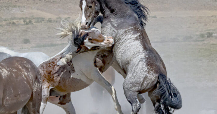 two wild horse mustangs in a huge fight